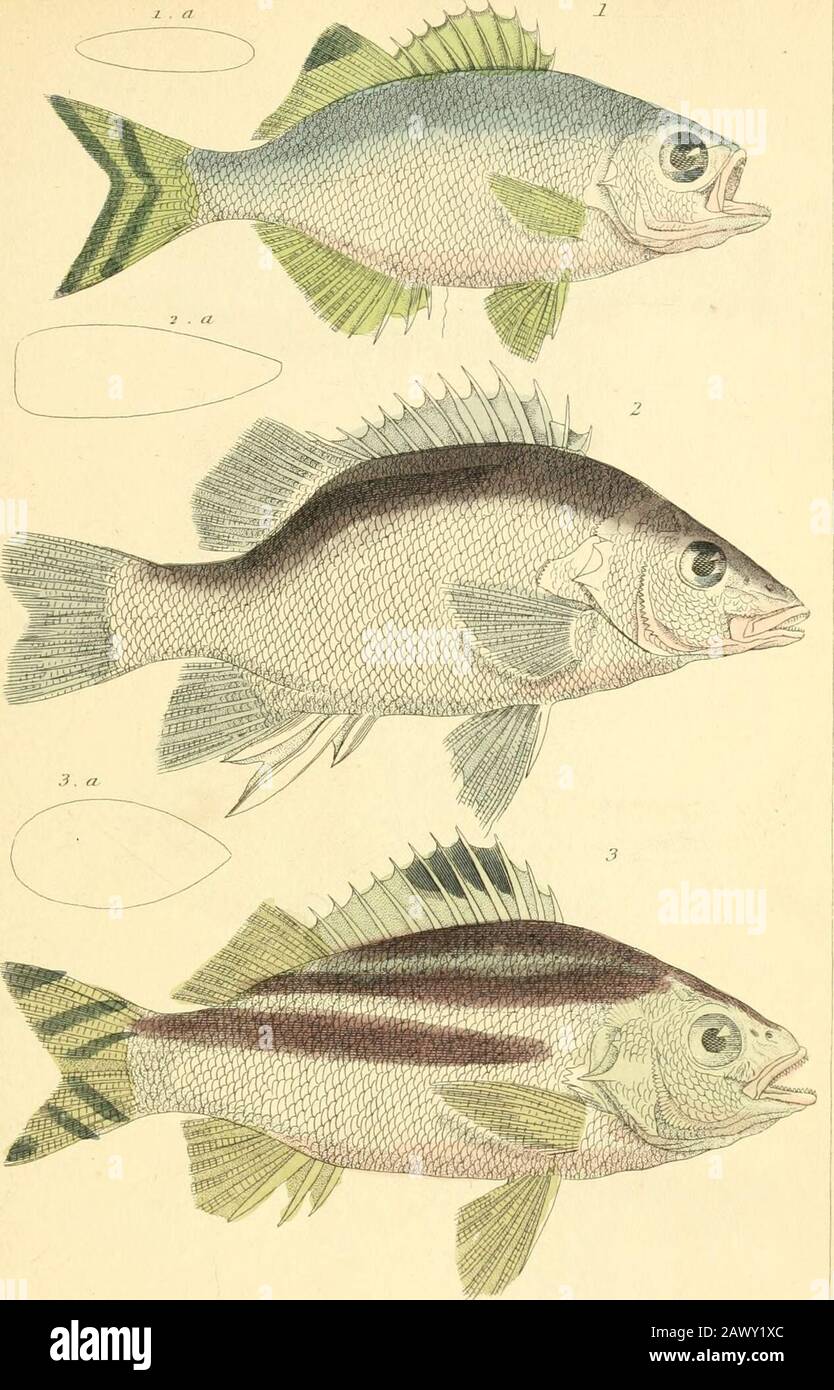 il regno animale, disposto secondo la sua organizzazione, serve da fondamento per la storia naturale degli animali : e un'introduzione all'anatomia comparativa . I Kti-Us rarlmiirulux. Fllie ICF^Ji.r/ ?> . -iy,oyvion lu/iisruihiiii. ITIic bifil.uhifr /Ji/,f„p/?r,,>nJ; //<<„/ „///,r Uiiro in.i,ir„„.../lt,-fll,u-l(llii. A. il,-<i.l ofli- Niplioi .<tiiittlif Kn.i|,l,.sus luniitiitii. Thr Eno/ilosiis o mm;/ Cn;/i ijfJ.ip.in i:,m,lan.hIL-udi-RU,n. St/J Urn i,-. Jbizm allSTUjdinrb. TISC<:s.T1.2:^,.iis. I.jDnlrs j}iinfp/tirhi.i.Nr/i.nirBirilf7-rili}ini7ri ^ i);ilinii Foto Stock