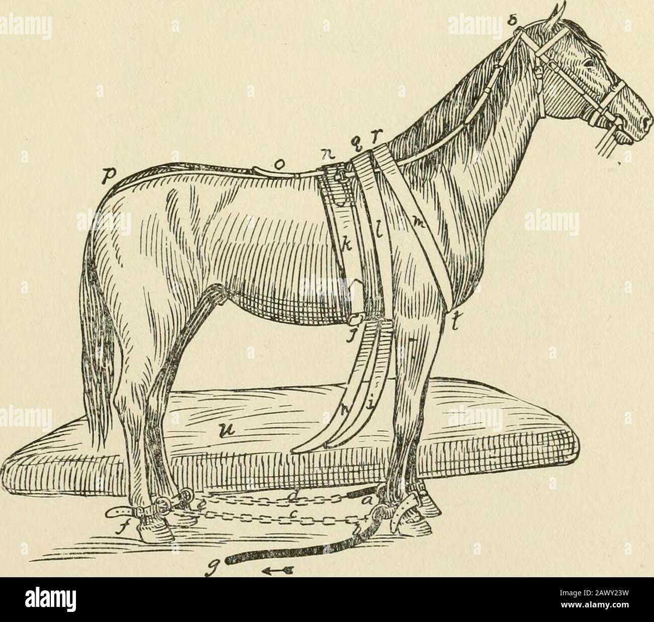 Contenimento degli animali domestici; un libro per l'uso di studenti e praticanti; 312 illustrazioni da disegni a penna e 26 mezzitoni da fotografie originali. Fig. 106. Horse Ready to Cast con Hobbles inglesi Migliorati e Plate-Ionge o cinghia Di Sbilanciamento Intorno all'avambraccio. Fig. 107. Gli Inglesi Hobbles Applicarono, Insieme Con Bernardot E Buttels Apparato; Anche Piate-Longe O Unbalancing Strap Intorno A Fore Arm. 96 KESTEAINT DI ANIMALI DOMESTICI. Gamba (D); poi attraverso D e da vicino gamba anteriore. Tocast la trazione del cavallo è fatta sull'estremità libera della corda (F). Seandindicazioni per lanciare un cavallo Foto Stock