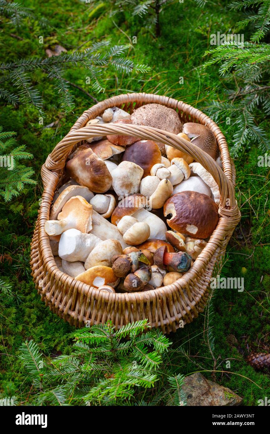 Cestino pieno di funghi commestibili. Caccia ai funghi dall'Europa  centrale, Slovacchia Foto stock - Alamy