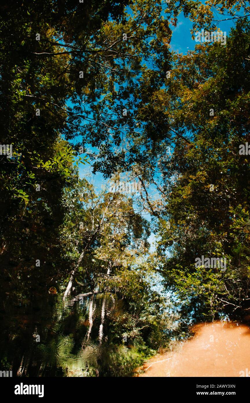 Bell'albero foglie ombra e cielo blu riflesso sulla superficie dell'acqua nella foresta tropicale a Phu Kradueng National Park, Loei - Thailandia Foto Stock