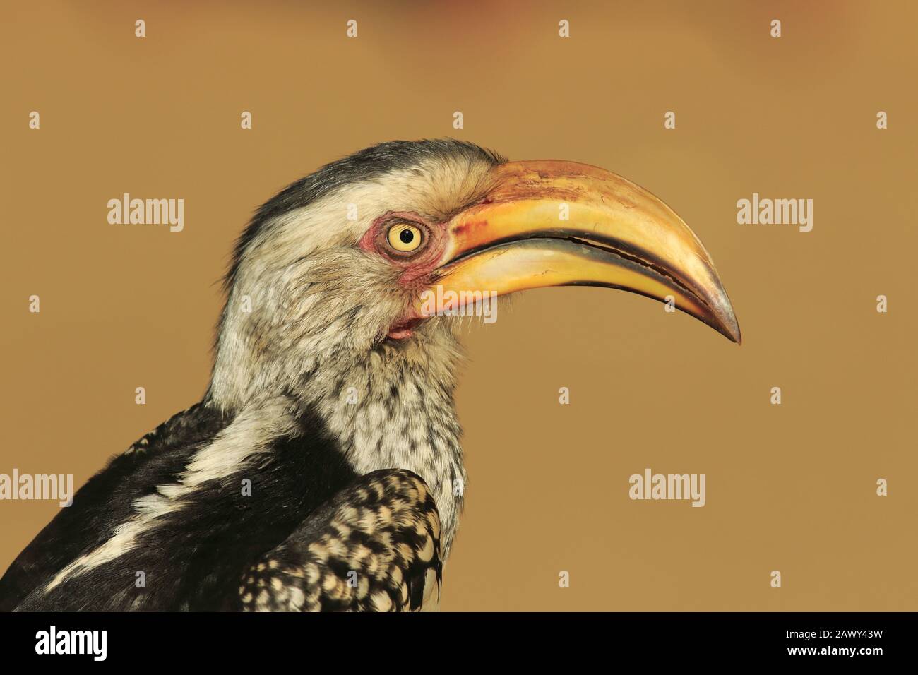 Hornbill giallo orientale fatturato Foto Stock