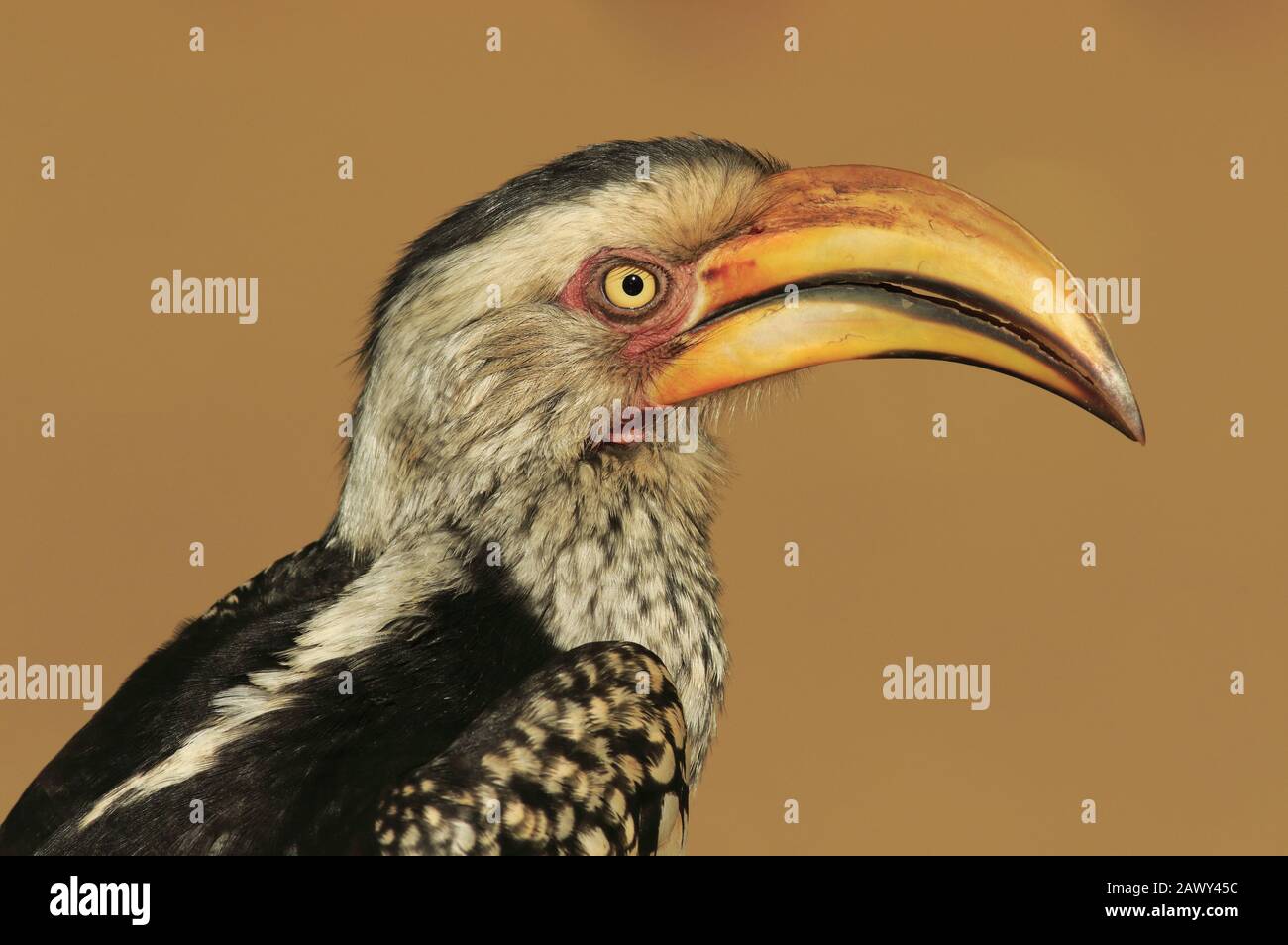 Hornbill giallo orientale fatturato Foto Stock