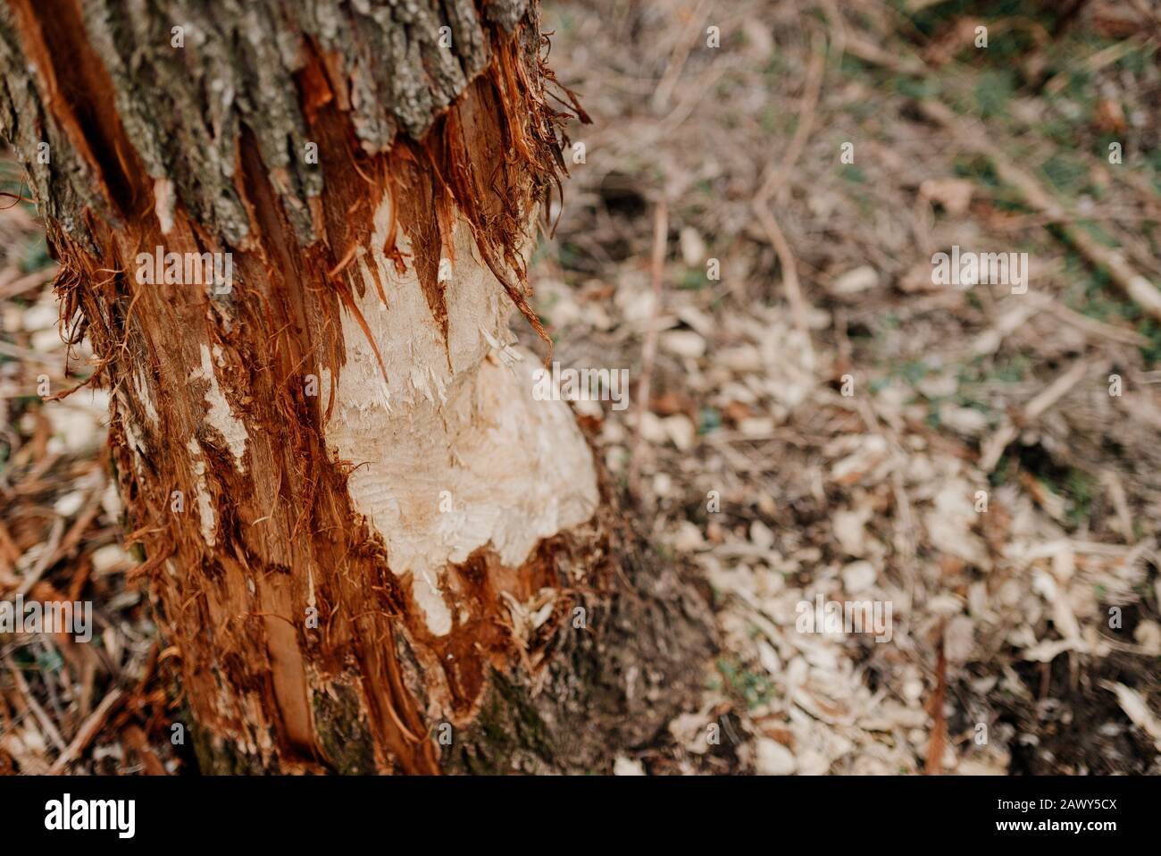 Un albero morso da castori Foto Stock