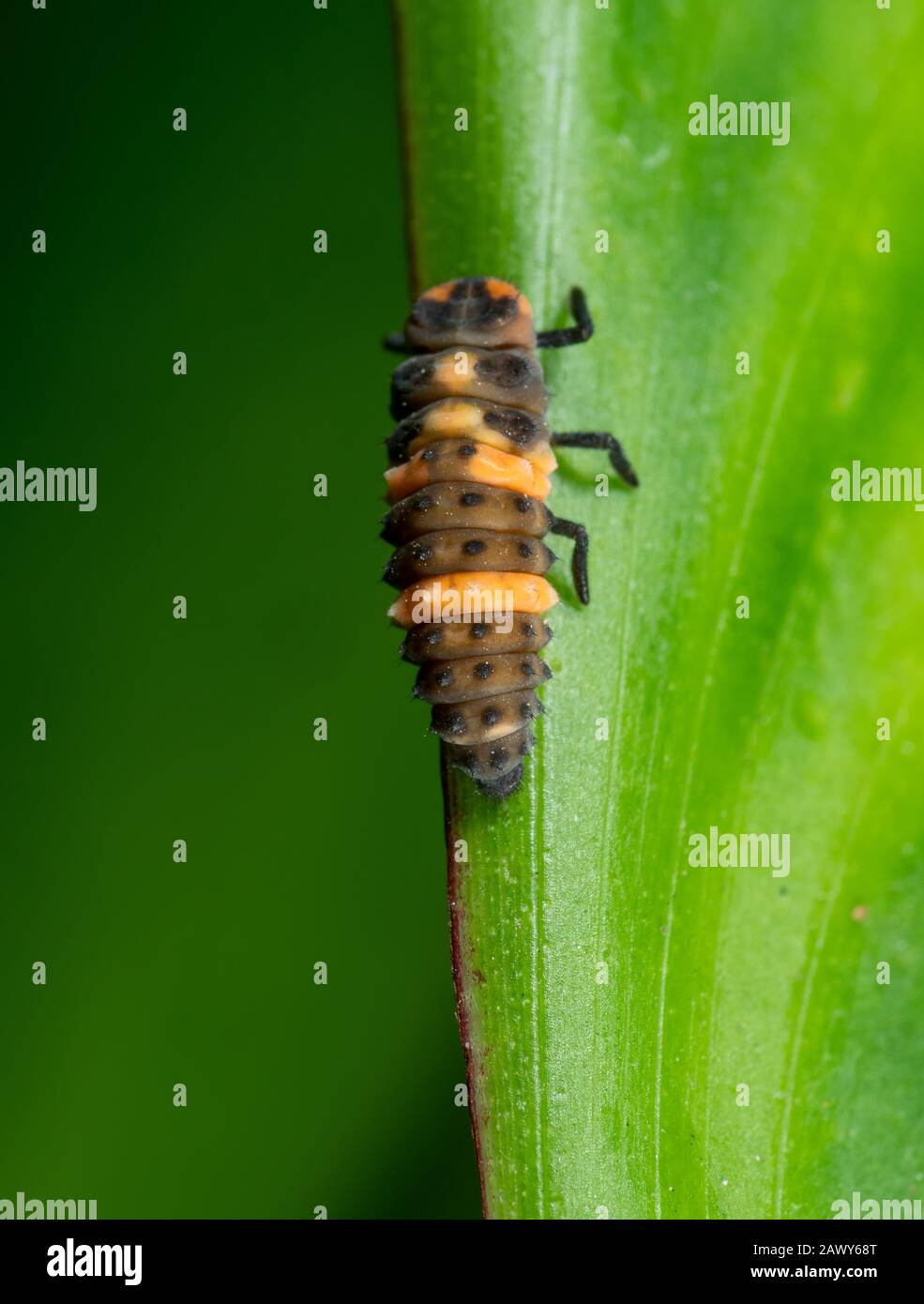 Macro Fotografia di Ladybug Larvae su foglia verde Isolato su sfondo Foto Stock