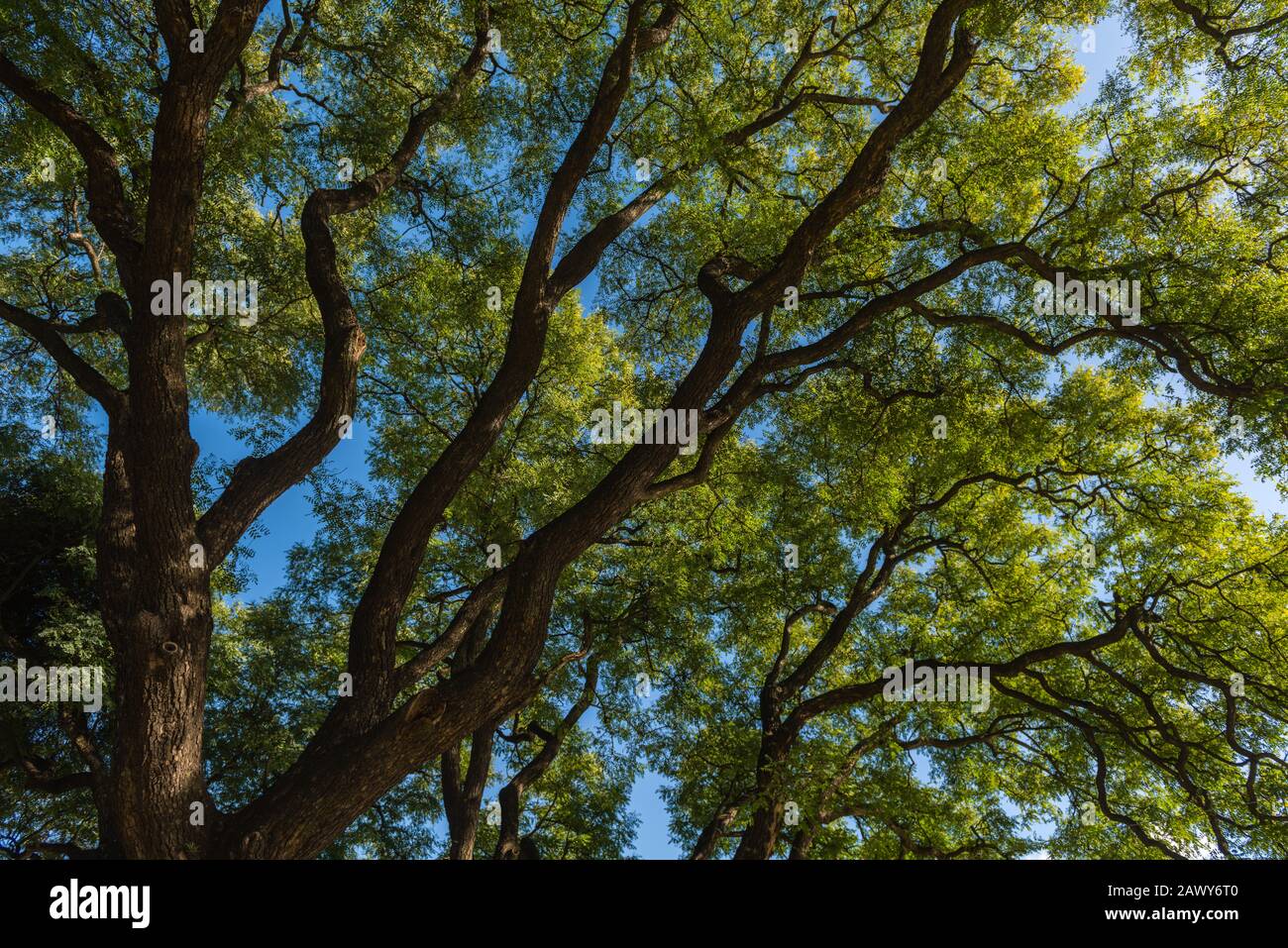 Jardin Japonés O Giardino Giapponese, Buenos Aires, Argentina, America Latina Foto Stock