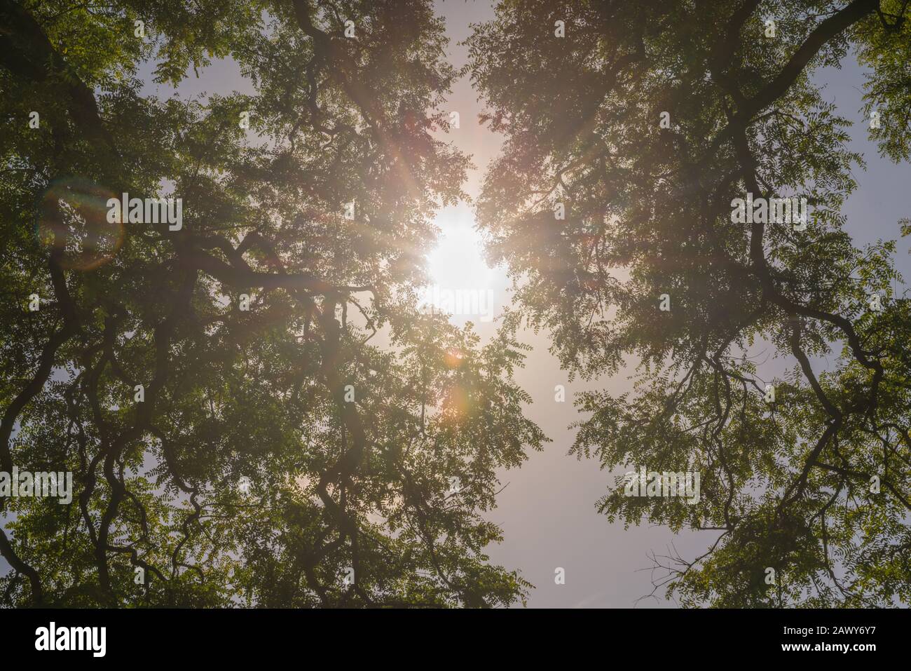 Jardin Japonés O Giardino Giapponese, Buenos Aires, Argentina, America Latina Foto Stock