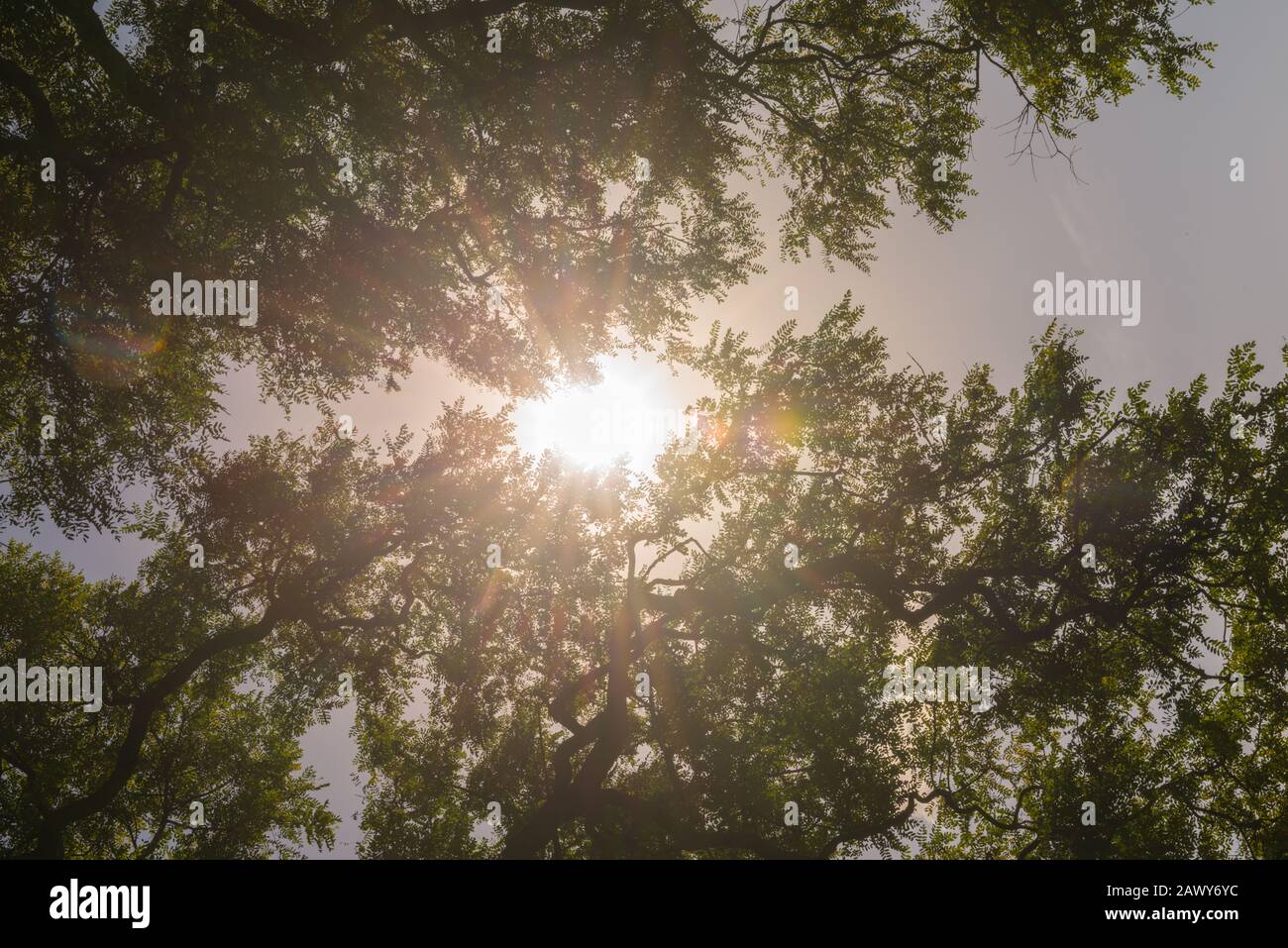 Jardin Japonés O Giardino Giapponese, Buenos Aires, Argentina, America Latina Foto Stock