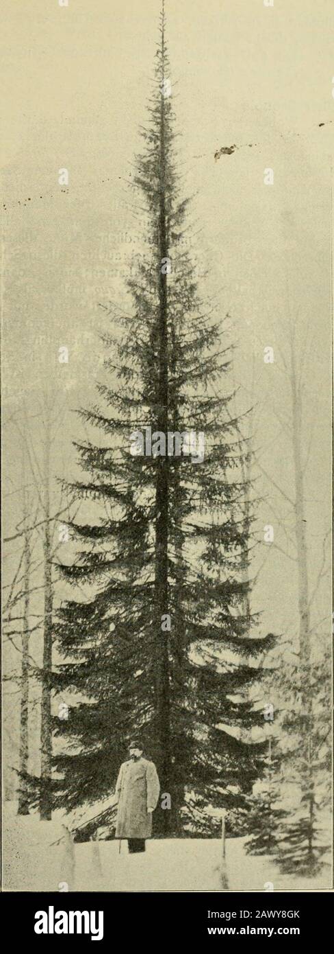 Kademiesehr schöne Exemplare dersibirischen Tanne und werdeich gelegentlich eine gutePhotographie senden. Aby sibirica, sowieauch Abies balsamea unda. Fraseri sind die härtestenTannen in Nord- und Mittel-Rußland, wohingegen Abiespectinata über der Schnee-deckeabfriert. Aby sibiricaunterscheidet sich auf den erstenBlick von A. balsamea durchden schmalen, säulenförmigenWuchs, wogegen Ab. Balsa-mea im Wüchse bedeutendbreiter ist. San Pietroburgo. E. Wolff. Kleine Notizen. IST es der Wissenschaftbekannt, daß die hier wachsen-den und auch Foto Stock