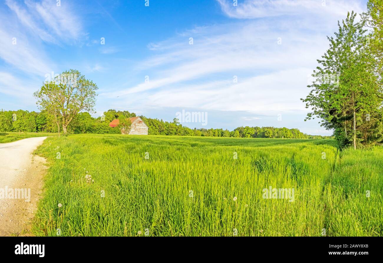 Paesaggio verde rurale panorama con campo di grano e vecchio fienile, strada / carrello traccia sulla sinistra Foto Stock