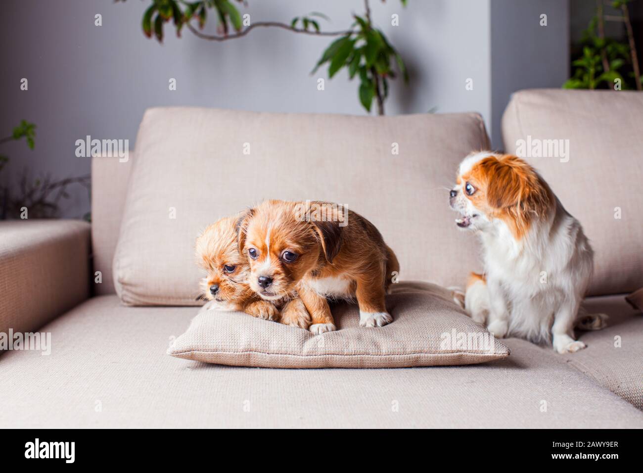 La femmina Pekingese sta allevando i suoi cuccioli Foto Stock