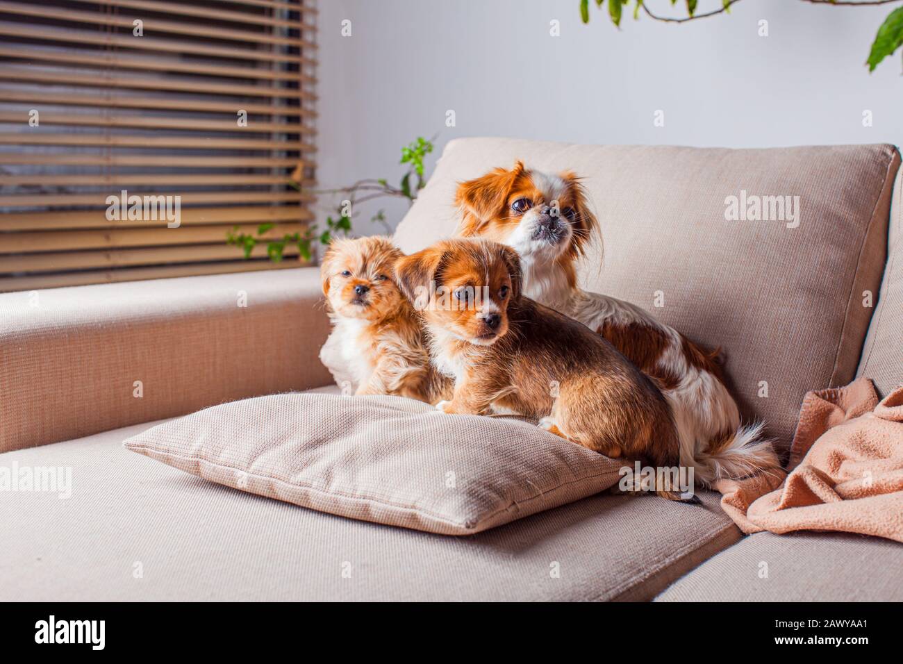 La femmina Pekingese protegge i suoi cuccioli al coperto Foto Stock