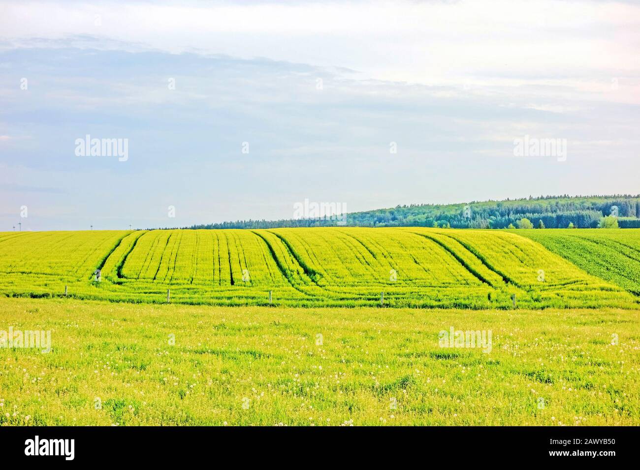 Terreni agricoli - Campo di grano, prato verde, paesaggio rurale Foto Stock