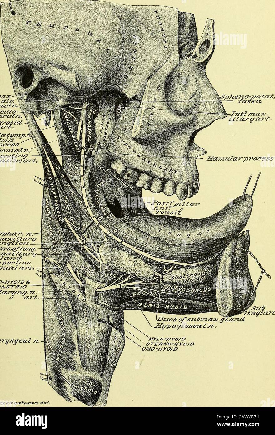 Anatomia umana pratica [risorsa elettronica] : una guida di lavoro per gli studenti di medicina e un pronto riferimento per chirurghi e medici . Piastra 204 Jrzf.rrna:X ^Au-rzczZZo- JjztJcar-otzcCcrsZ ? ChorcZcetz/ij&tz/ZoicZ JTrifraentaZtt A sce77tz:/&gt;?grpez.ZGC.t. CZO^sop/iarr, JDar&Icirt.ofZontf./Suz&gt;77Z£txz.Zlez.(/Zar// rfdeep p orfio &gt;Z,z7icyzcctZ czr STY/.0-ZfYOtfupTZccrr/sis/. £xt.1 Zaryntpe* Zingfart. ( PLATE 205 /=&gt;ALATO-GL OS-si. Stylo-gloss.Cornu di thyroiacartiZagre hyo-glossus lor&facrt. Di tongrz/eCrZossop/zezrir/zyea:?n. nZZTTLOf mu cous M/DLE COA/Sr/i/Cr^A lyo - Foto Stock