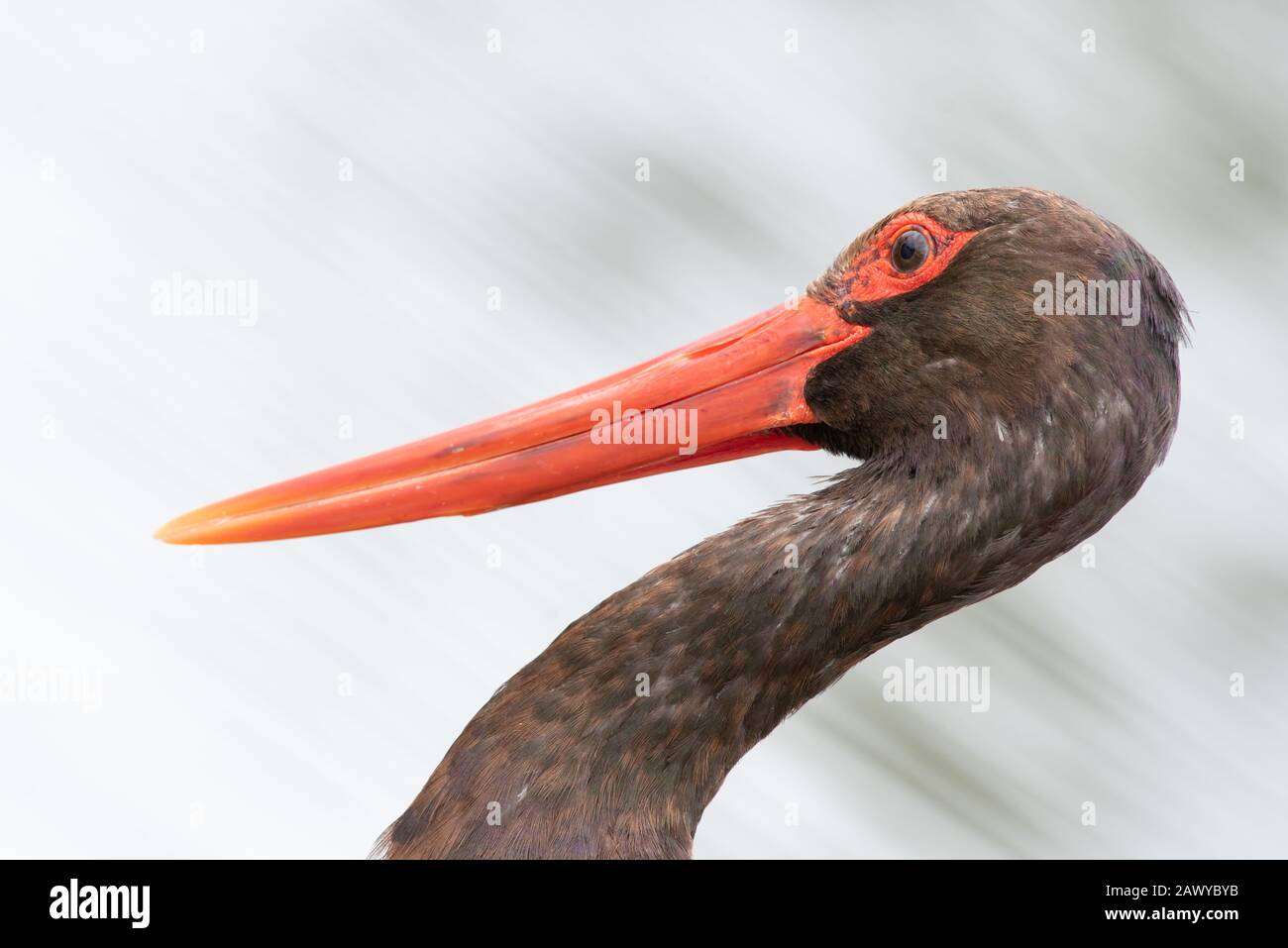 Uccelli sudafricani - una cicogna nera - Ciconia nigra - con acqua in movimento sullo sfondo fotografato a un wier nel Parco Nazionale Kruger a Afri Sud Foto Stock