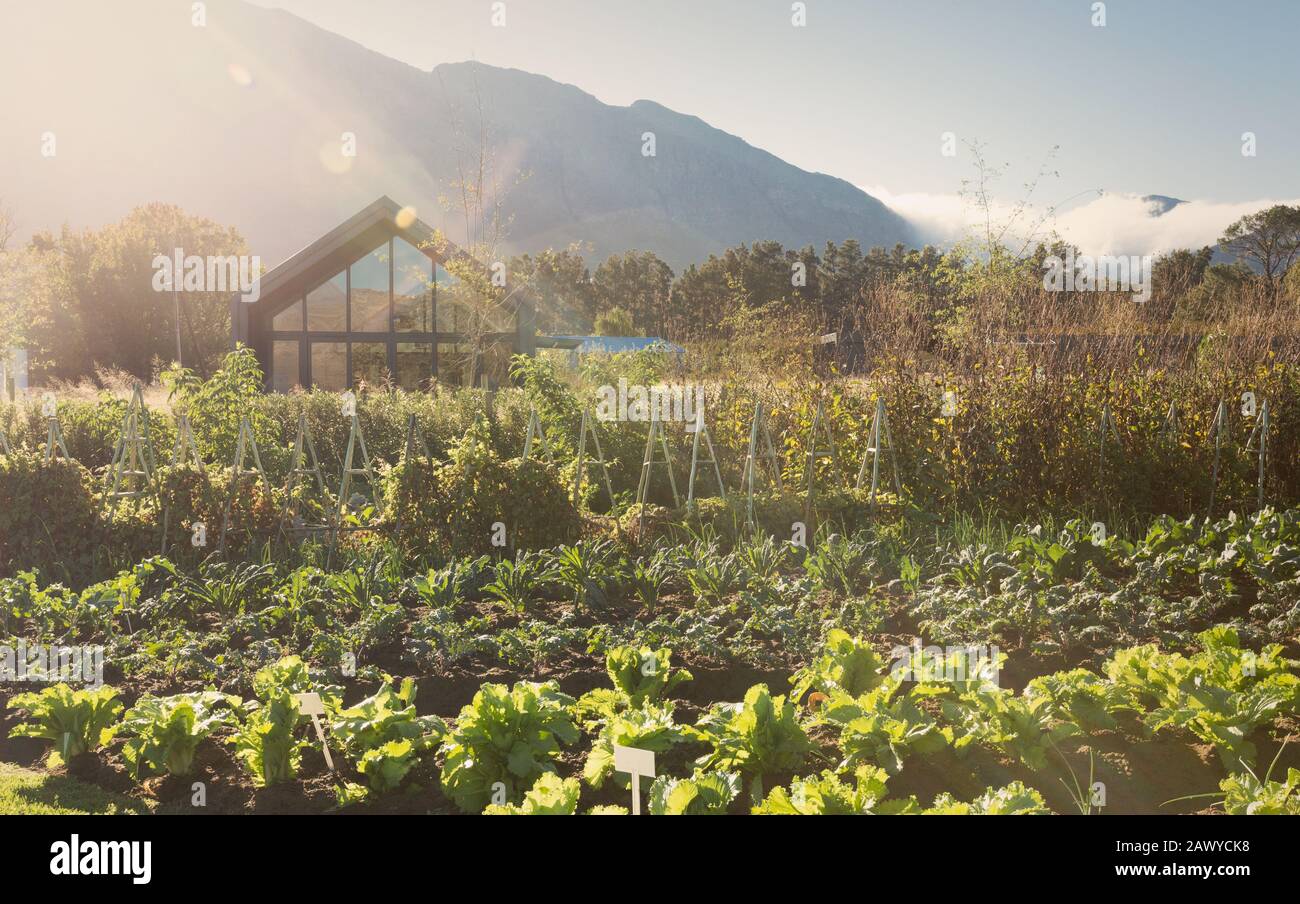 Soleggiato, idilliaco giardino di verdure sotto le montagne Foto Stock