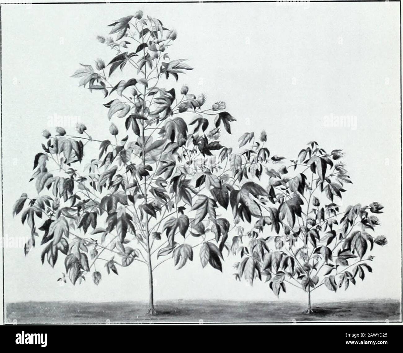 La malattia selvaggia del cotone e il suo controllo. Fig. 2. -Jackson sulla sinistra, Drake Sulla Destra, Mostrando ComparativeResitance alla Malattia di Wilt. Bui 27 Div Veg. Phys & Patn U. S. Dipartimento di Agricoltura. Piastra III N %^. ^ ||S^ ^^s^^ vl^   j^^L Iv* A V^^ s J &gt; ^ X Fig. Tufts?Root Prodotti su Jannovitch Cotton da Partialinfezioni Ripetute dal Fungus di Wilt.. Fig. 2.- Piante di cotone egiziano provenienti Da Suolo Infetto e non infetto, effetto ShowingDwarfing del Wilt Fungus. Bui 27, Div Veg. Pliys & Path , U. S. DIP. Di Agricoltura. Piastra IV. Foto Stock