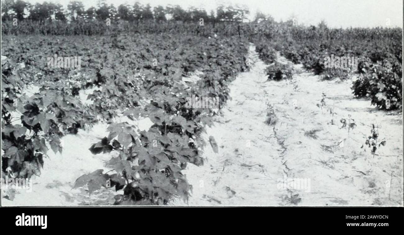 La malattia selvaggia del cotone e il suo controllo. • ft- Fig. 1.-Jannovitch, UN cotone egiziano, sulla sinistra; re, un cotone Upland, SULLA Destra, Che Mostra La Resistenza comparata alla Malattia di Wilt. Fig. 2. -Jackson sulla sinistra, Drake Sulla Destra, Mostrando ComparativeResitance alla Malattia di Wilt. Bui 27 Div Veg. Phys & Patn U. S. Dipartimento di Agricoltura. Piastra III N %^. ^ ||S^ ^^s^^ vl^   j^^L Iv* A V^^ s J &gt; ^ X Fig. Tufts?Root Prodotti su Jannovitch Cotton da Partialinfezioni Ripetute dal Wilt Fungus. Foto Stock