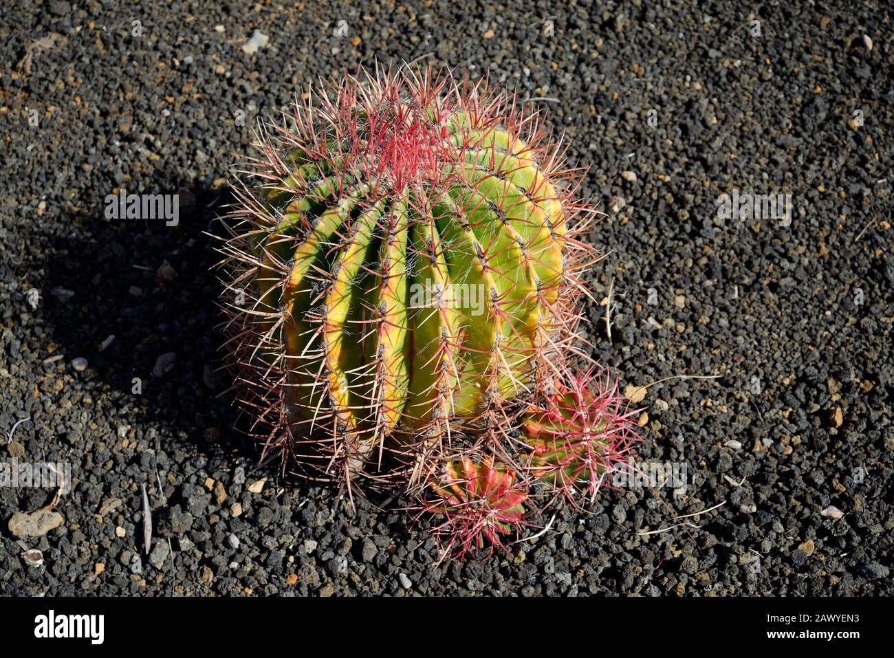 Cactus piante che crescono in roccia vulcanica schiacciata. Foto Stock