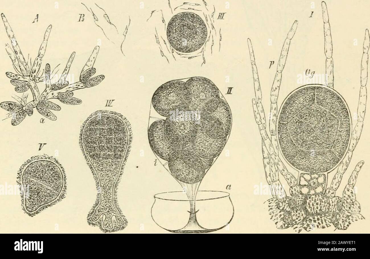 Testo-libro di botanica, morfologica e fisiologica. La forma di ciuffi (Fig. i6o, B). Gli Antheridia sono prodotti ramificazioni laterali di peli ramificati. Ogni antheridio è costituito da un'ovocella a parete sottile, il cui protoplasma si divide in numerosi piccoli spermatozoi; questi sono ad un'estremità, ciascuno dotato di due ciglia mocile; all'interno contengono il punto arinato. La formazione dell'Oogonio inizia con il rigonfiamento papilloso della cellula aparietale del recipiente; la papilla viene separata da un setto e si divide, man mano che cresce in lunghezza, in due cellule, una inferiore, la ped Foto Stock