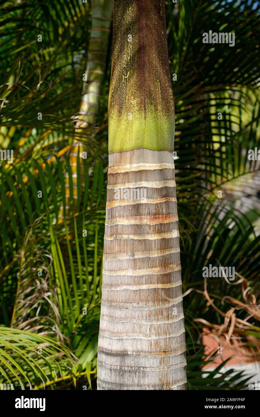 Tronco albero Palm, primo piano. Dettagli stelo e luce solare. Foto Stock