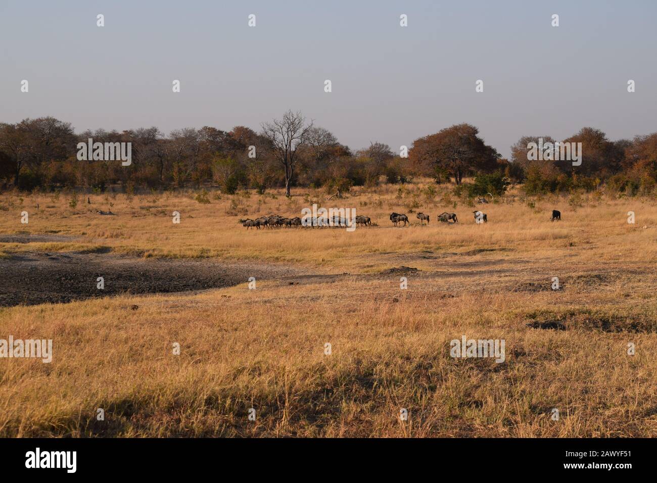 Un gruppo di wildebeests in Chobe National Park, Botswana Foto Stock