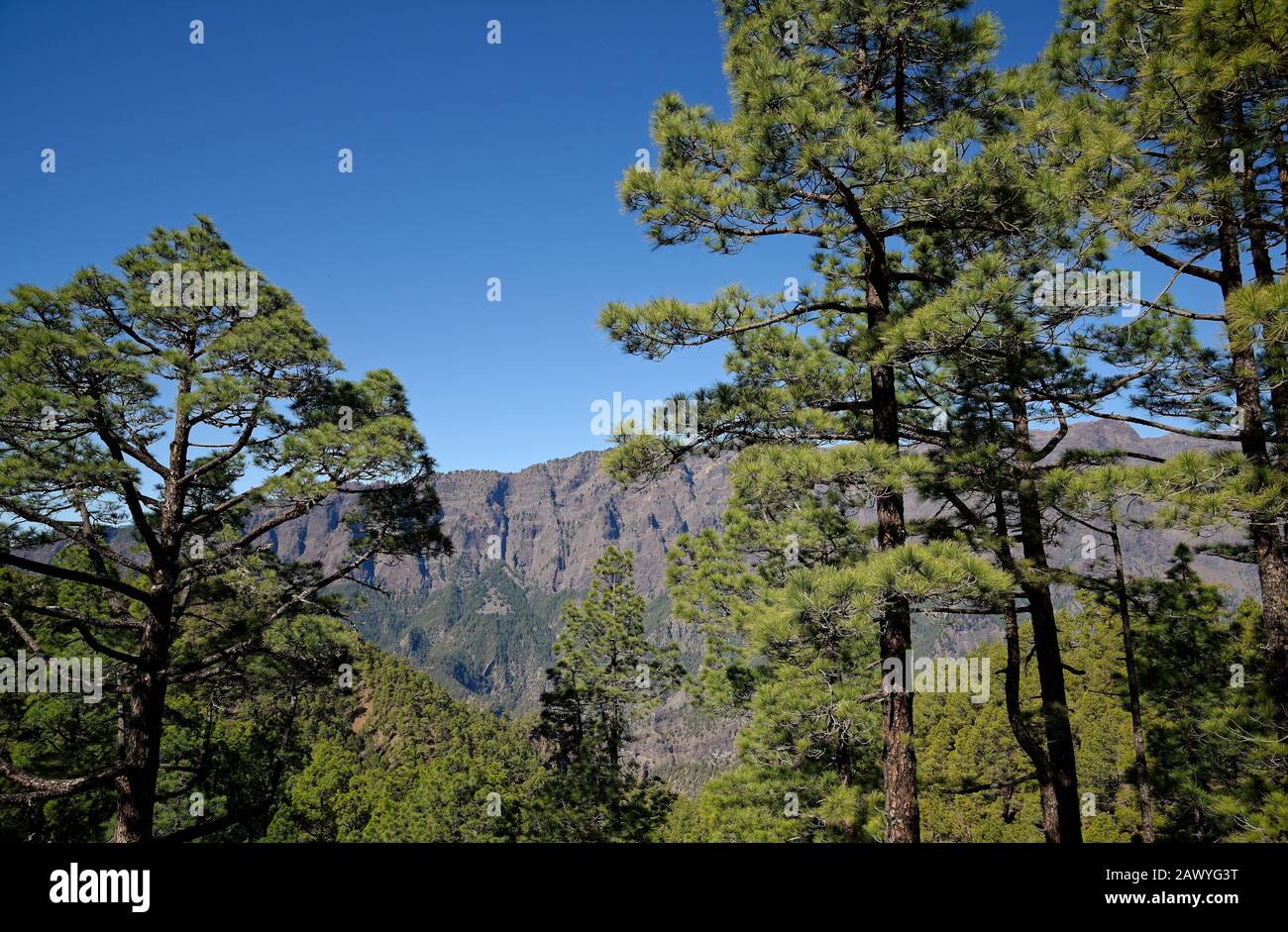 Pinete e rocce della Caldera de Taburiente, Isola di la Palma, Spagna. Caldera vulcanica ora coperta in verdi foreste di pini. Foto Stock