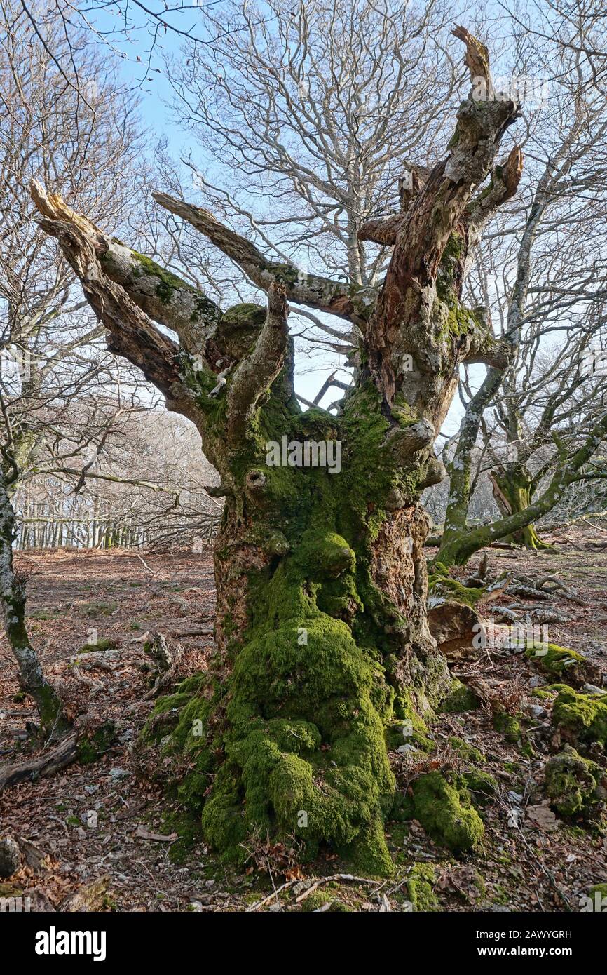 Mistica faccia di un vecchio tronco albero morto nella foresta, scena naturale, Francia, Massif des Alberes, Pirenei Orientali, Occitanie Foto Stock