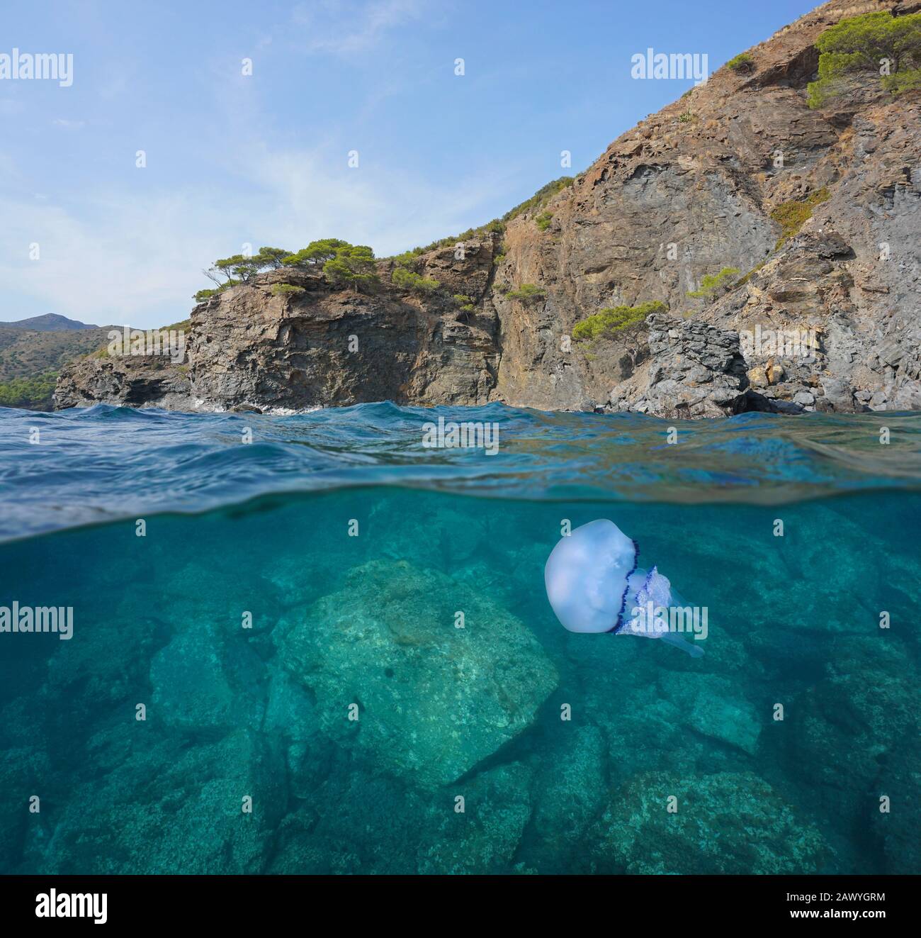 Costa rocciosa con una canna di medusa sott'acqua, vista divisa sulla superficie dell'acqua, Mar Mediterraneo, Spagna, Costa Brava, Catalogna, Cap de Creus Foto Stock