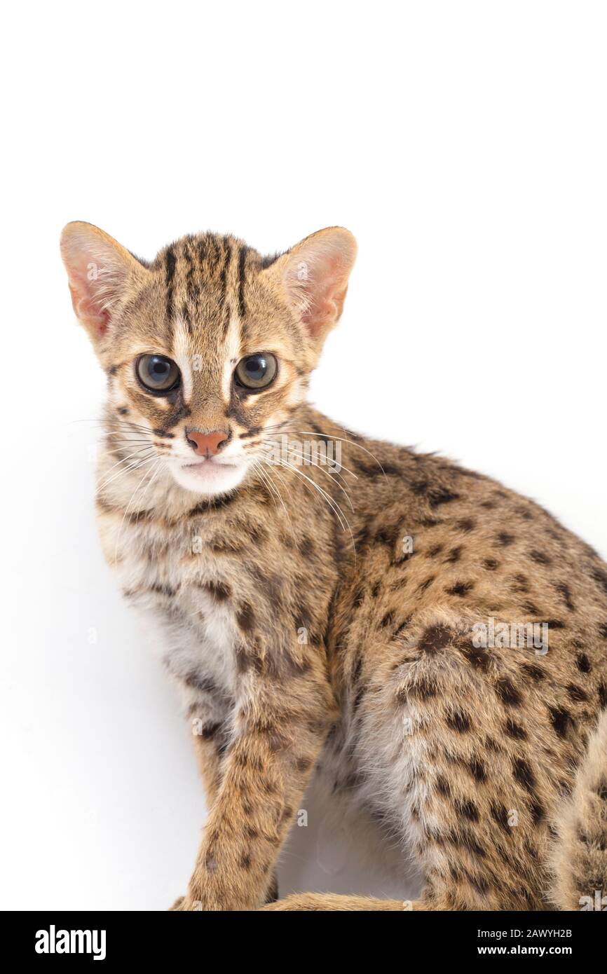 Il gatto leopardo asiatico o gatto leopardo Sunda (Prionailurus bengalensis) Prionailurus javanensis isolato su sfondo bianco Foto Stock