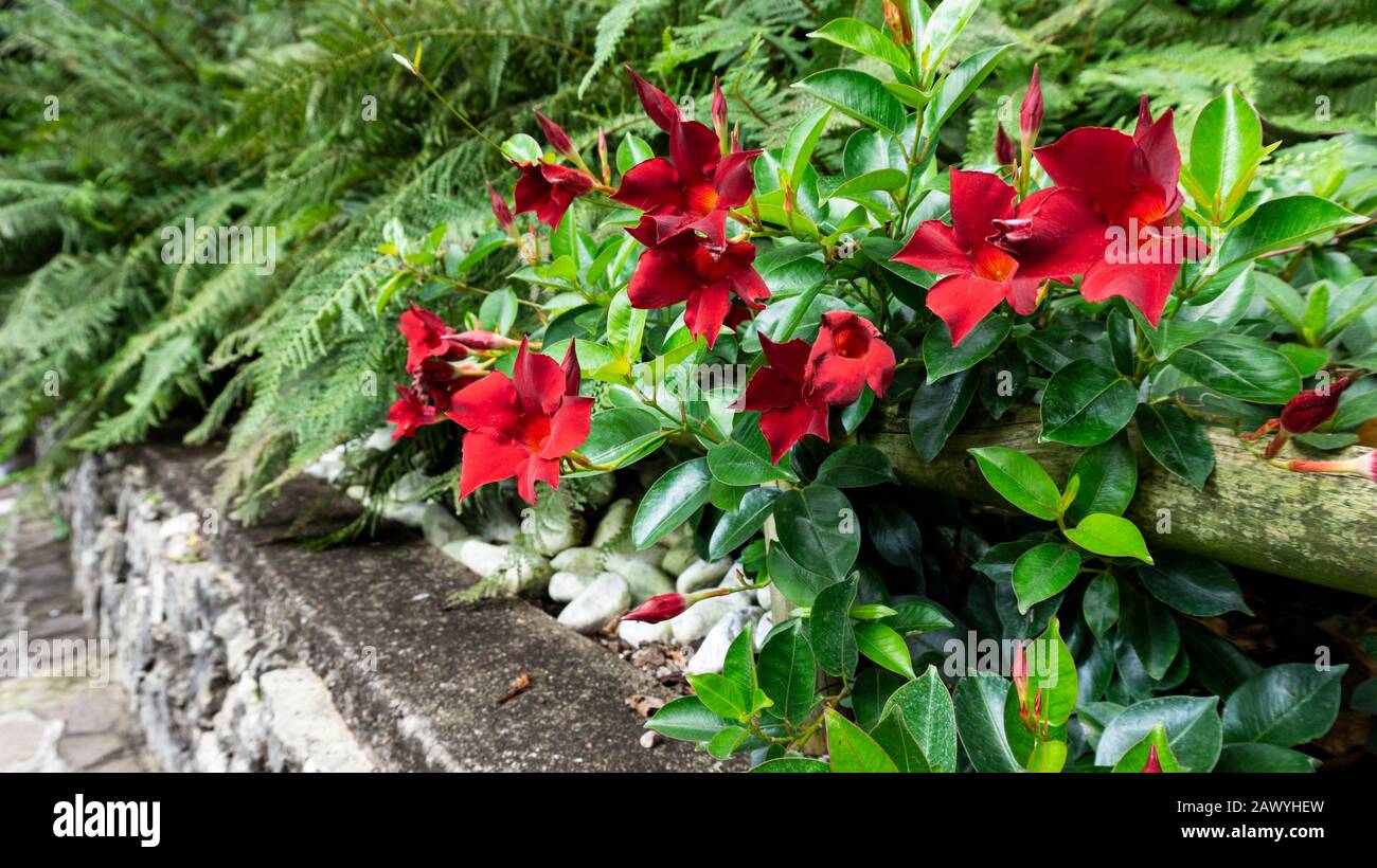 Una foto ravvicinata di dipladenia rossa esotica o fiore di mandevilla in un habitat naturale per riviste, calendari, sfondi. Giardino inglese paesaggio des Foto Stock