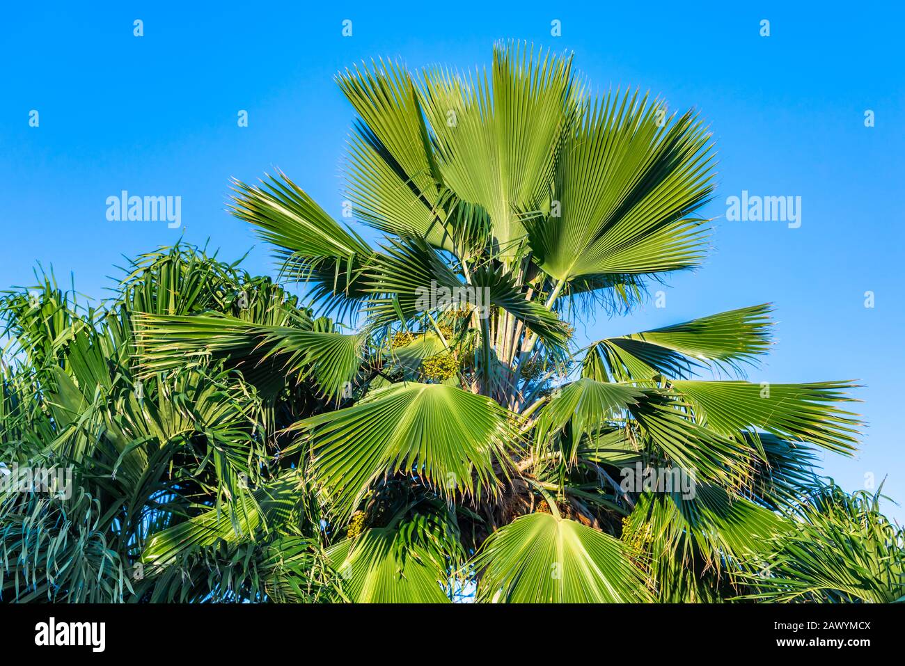 Albero di palma contro un cielo blu a St Martin Foto Stock