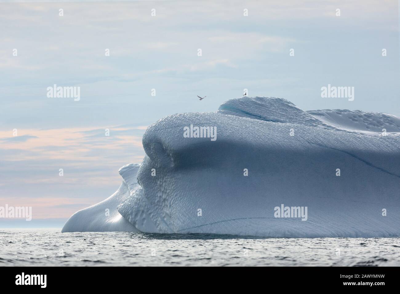 Uccelli sopra l'iceberg fondente Groenlandia Foto Stock