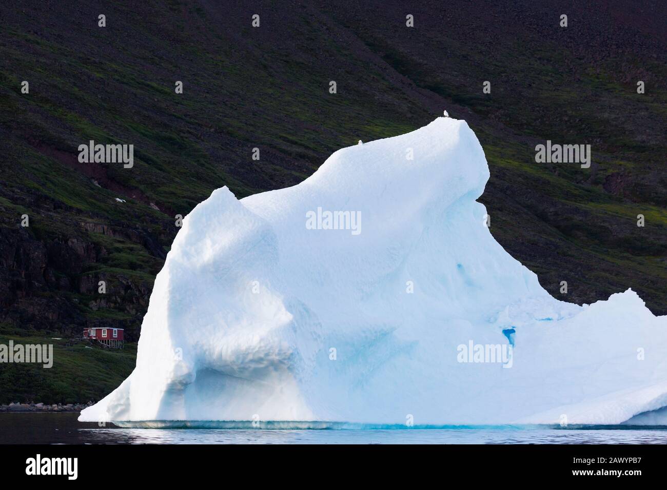 Uccelli arroccati sulla fusione iceberg Groenlandia Foto Stock