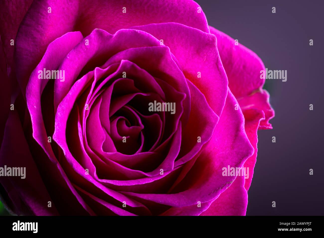 Primo piano di un bel fiore rosa su sfondo scuro Foto Stock