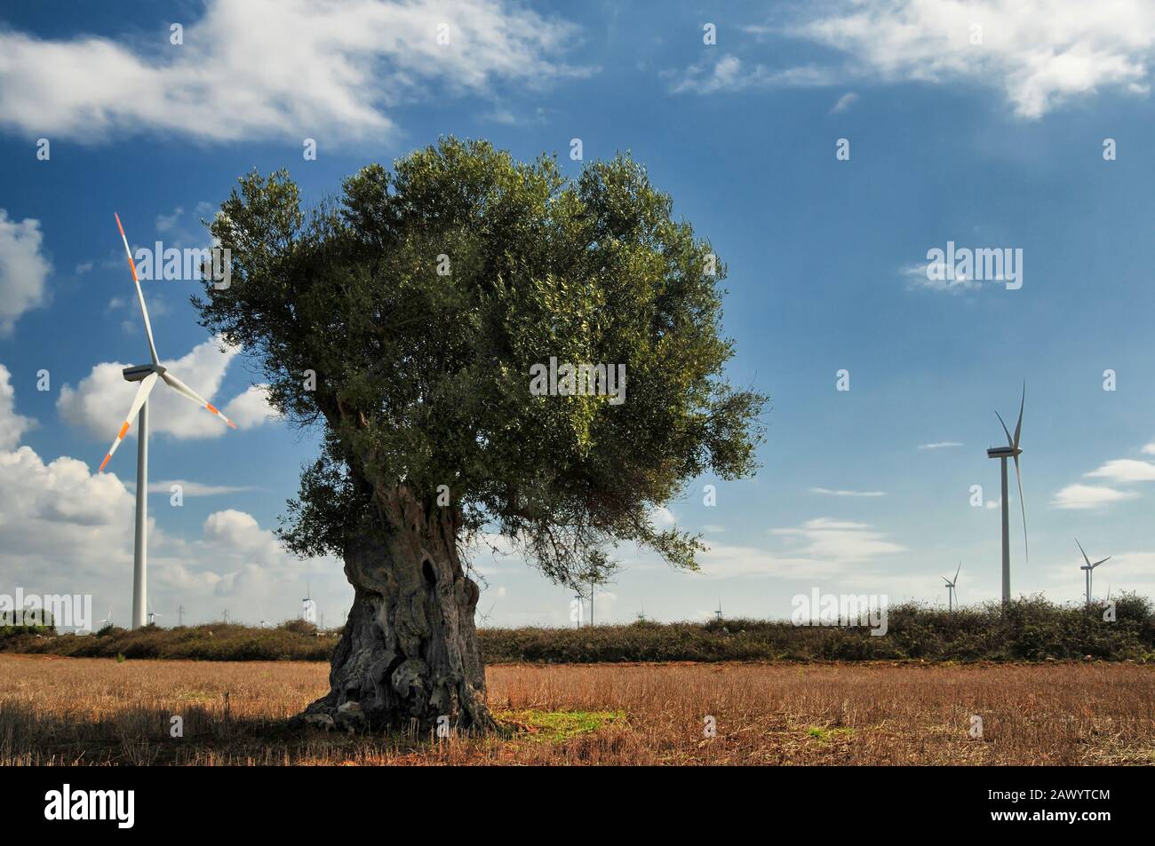 Vecchio olivo e turbine eoliche. Paesaggio di campagna nel sud Italia Foto Stock