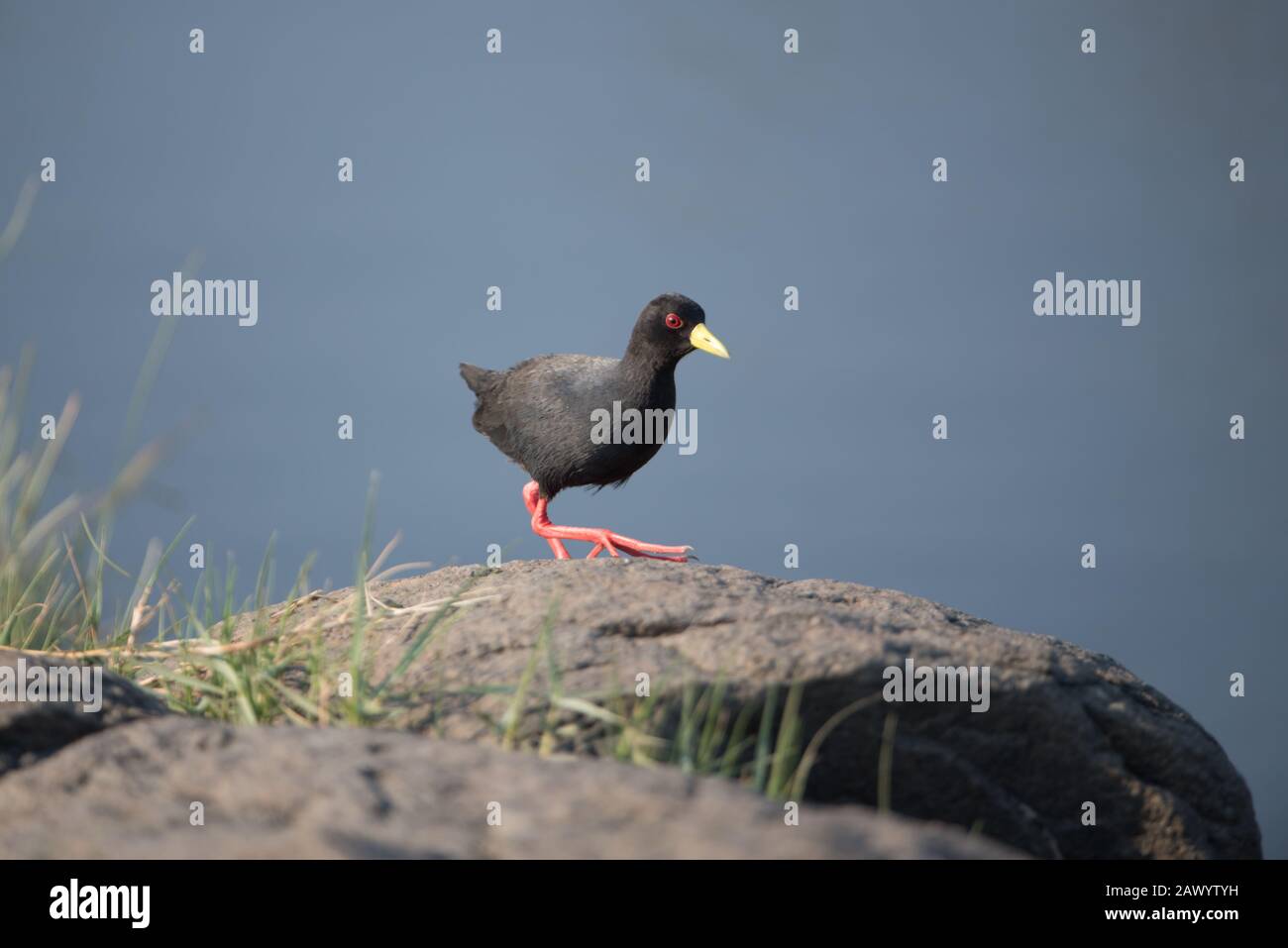 L'uccello nero americano dell'avampiede arroccato su una roccia enorme con uno sfondo sfocato Foto Stock
