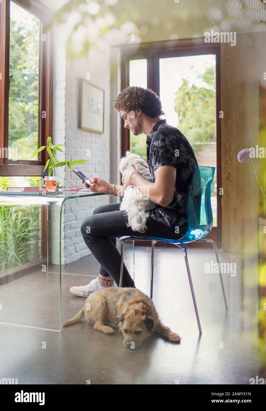 Giovane uomo con cani che lavora alla scrivania in ufficio Foto Stock