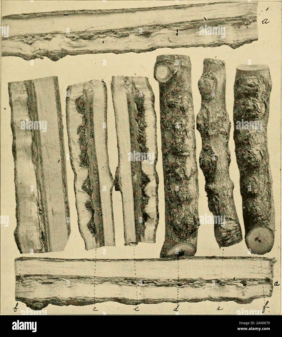 La cicada periodica in WVA. . Piatto IV - Opera Del Periodico Cicada, di diciassette anni, in lenta crescita di zucchero J o acero duro. Mostra l'aspetto esterno delle cicatrici a d, e,F.. ..Metodo di guarigione e conseguente condizione curly nel campione /, Piastra II. Nel gambo principale di albero giovane, che in relazione alle condizioni come mostrato in questi campioni, indica una probabile causa di acero ricci. IL PERIODICO CICADA. 41 del problema, e se non si fa molto danno agli alberi di melo nelle loro vicinanze. Le illustrazioni. La piastra III, consente a chiunque di riconoscere prontamente il carattere del WO Foto Stock