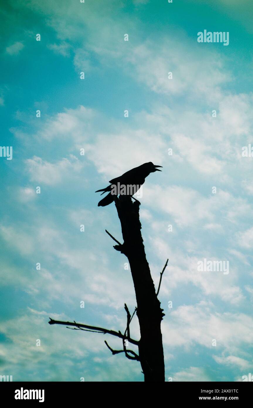 silhouette di un cwing di corvo Foto Stock