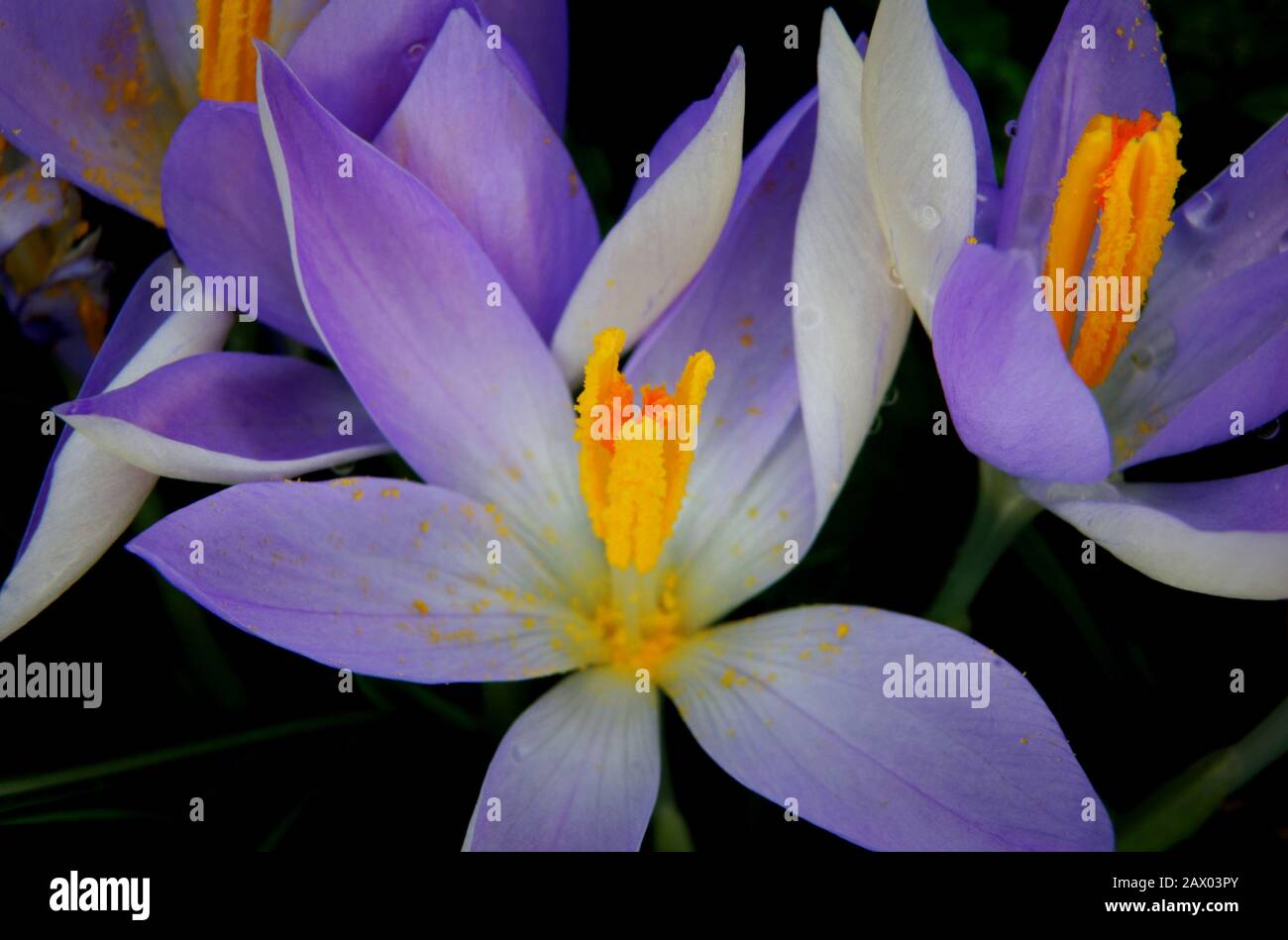 Crocus vernus, dettaglio di croci viola in un prato in primavera Foto Stock