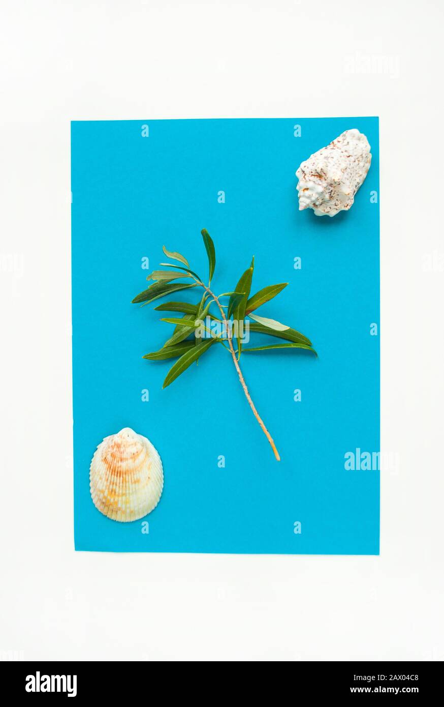 Concetto di estate con conchiglie marine e splendida ramificazione di olive su sfondo bianco e blu. Foto Stock