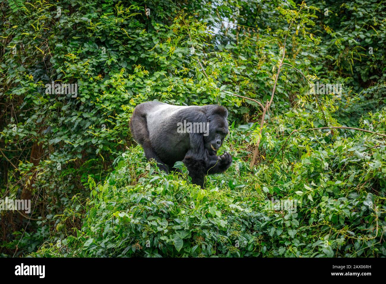 Maschio silverback Habinyanja Gruppo gorilla di montagna (Gorilla beringei beringei) a Bwindi Impenetrabile Foresta mangia in un albero nel sud-ovest Uganda Foto Stock