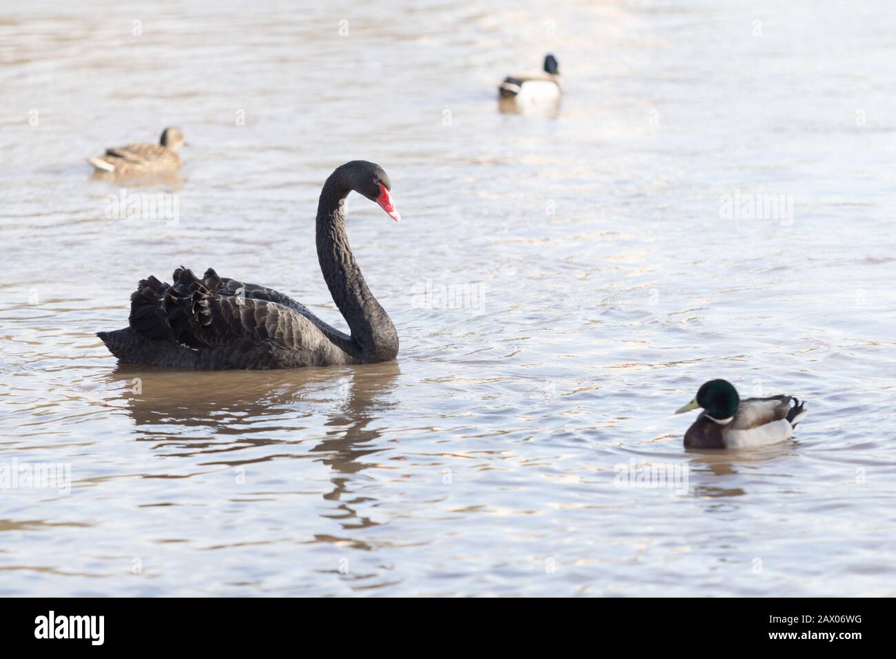 Swan nero (Cygnus atratatus) su un fiume nel Regno Unito, 2020 Foto Stock