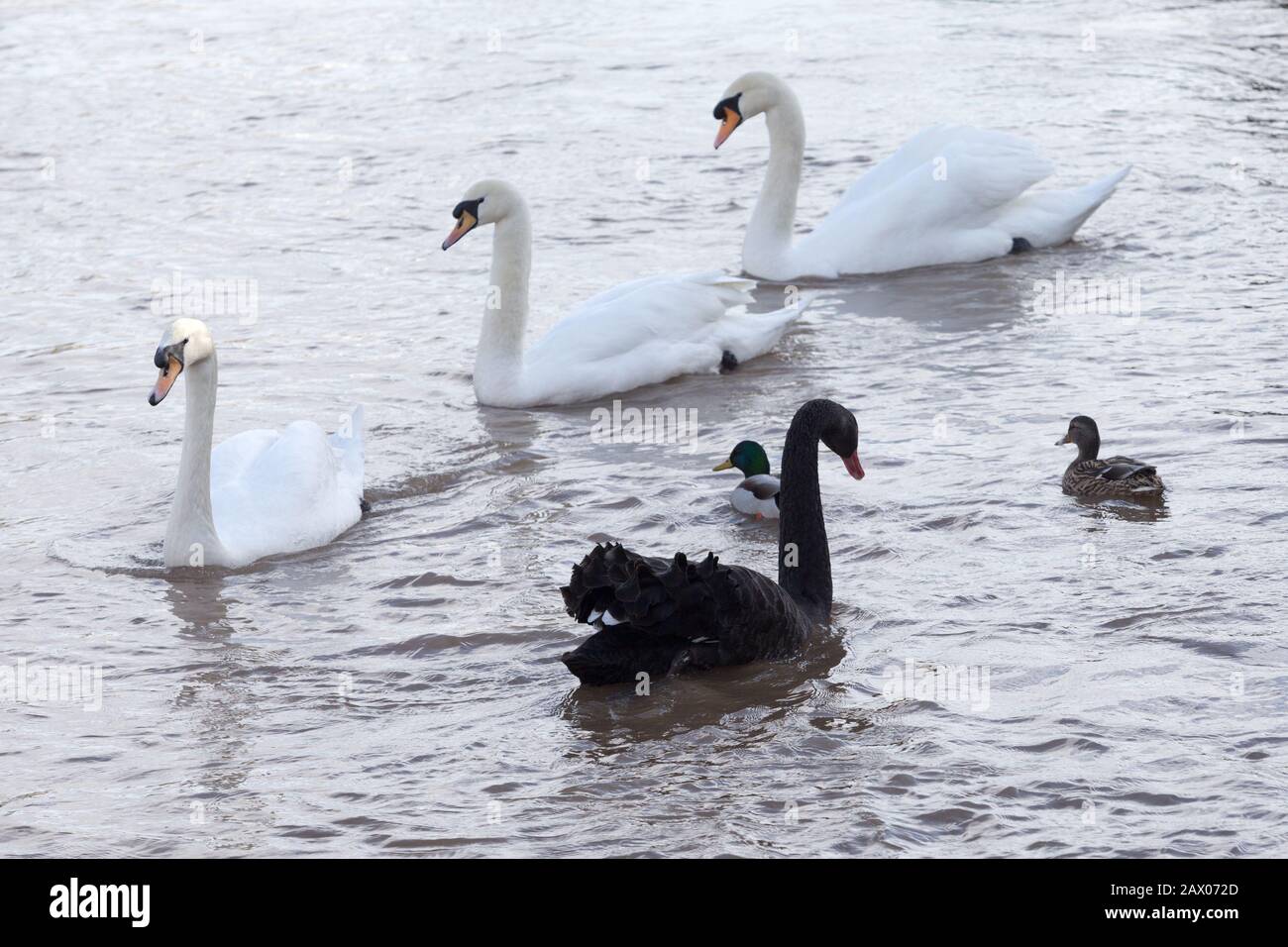 Swan nero (Cygnus atratatus) su un fiume nel Regno Unito, 2020 Foto Stock