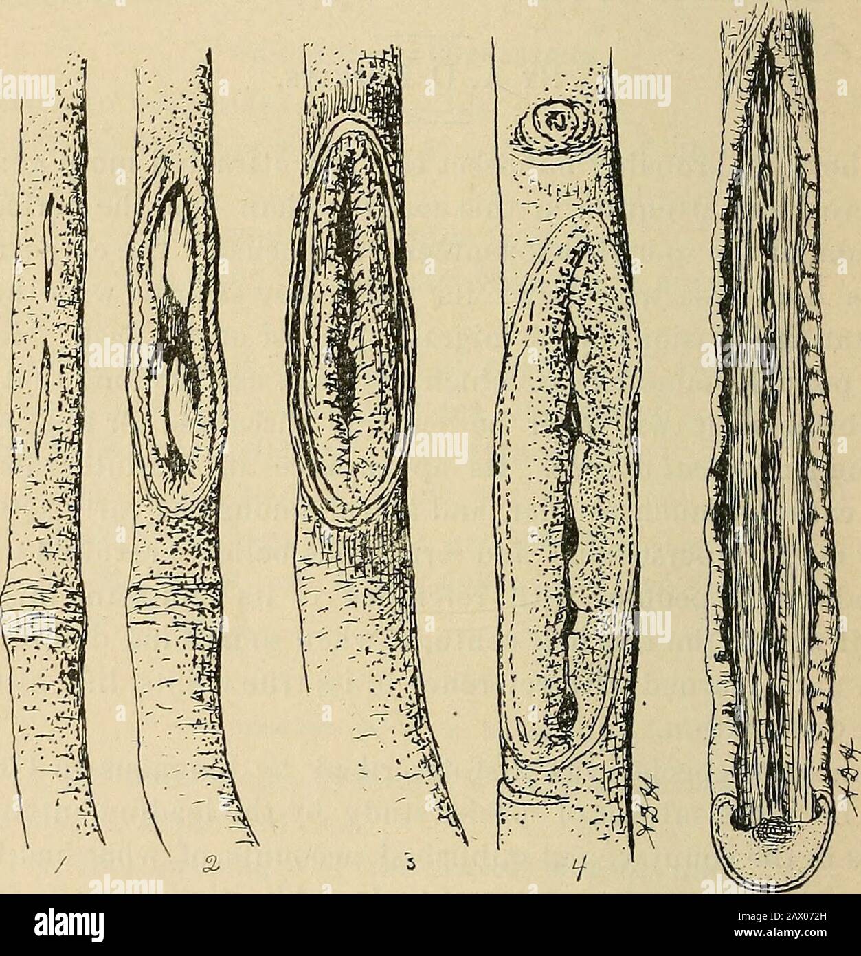 La cicada periodica in WVA. . 7^ 1st relazione sugli Insetti di Mo., 1868. Bollettino 8 della Divisione di Ent.Nu. S. Dept, Di Agr., maggio 1885; e la relazione della theU. S. DIP. Di Agr., per 1885. Notevoli informazioni aggiuntive sono state pubblicate di volta in volta da differenti entomologi di Statee Station e dalla Divisione di Entomologyof the U. S. DIP. Di Agriculture. Così, una massa di informazioni si è accumulata con riferenceto le abitudini, la storia della vita, la distribuzione geografica, e altre caratteristiche di teresting di questo insetto notevole. STAZIONE DI ESPERIMENTO WEST VIRGINIA. Durante il mon Foto Stock