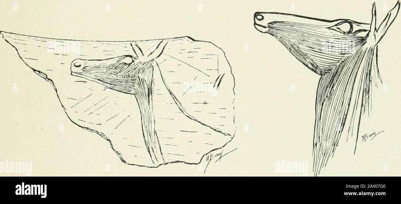 Un'introduzione allo studio dell'arte preistorica . ore il periodo Magda-leniano, per giacere su di esso erano ocra, selce, tubi ossei, awls, e lucidatori di questa epoca. I disegni incisedon la roccia caduta sono costituiti da contorni di cavalli, di una figura antropomorfica, e linee curve che richiamano gli atGGargas. RAnthropologie, xxi., p. 129, e vedere Les Cavcrncs de la RegionCaiila/>rii/iie, p. 194, i<igs. 198-201. DECORAZIONE murale DELLE GROTTE 121 la natura dei disegni stessi ha un portino important- su questa domanda. Il mammut e rinoceros, così realisticamente raffigurato nella Dordogna c Foto Stock