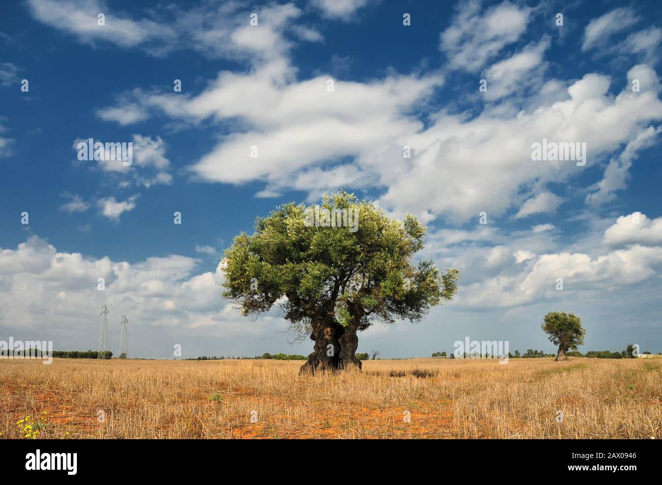 Bellissimo vecchio olivo. Paesaggio soleggiato in Italia Foto Stock