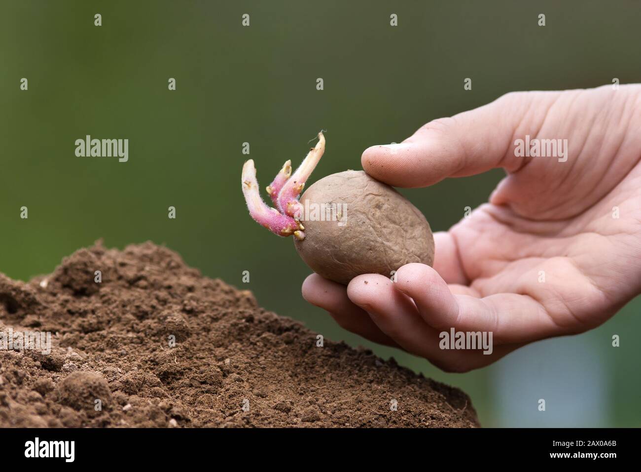 mano piantando tubero di patate nel giardino di verdure Foto Stock