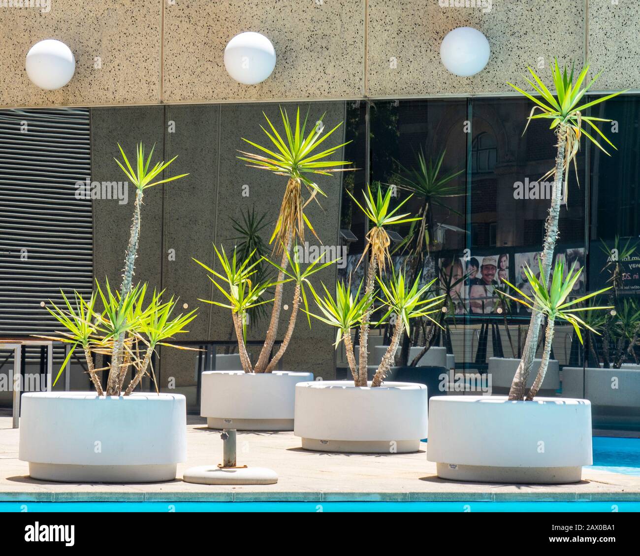 Pot piante nel piazzale della Western Australia state Library Perth Australia. Foto Stock