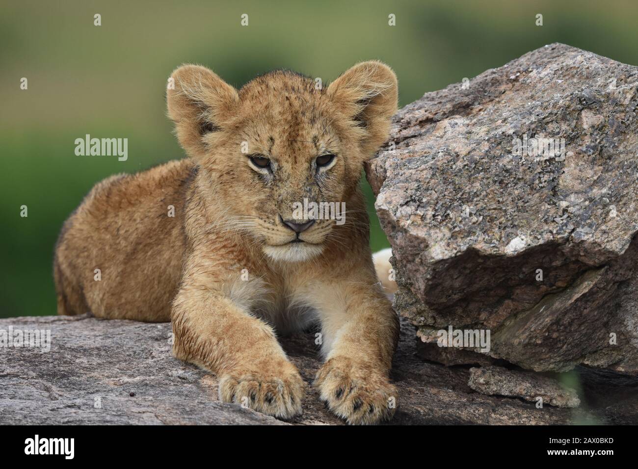 Cute Lion Cub riposante su una roccia, uno dei Lion Rock Pride, Masai Mara National Park, Kenya Foto Stock